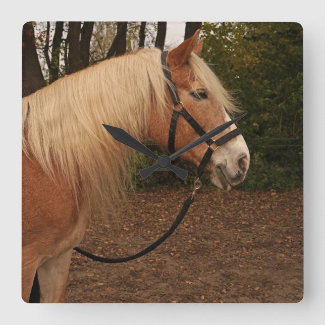 Reloj Cuadrado Haflinger Wallach Mifisto - Wanduhr (Anverso)