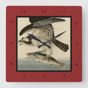 Reloj Cuadrado Halcón de pescado, Osprey, de los pájaros estadoun