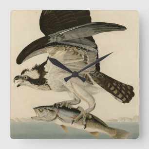Reloj Cuadrado Halcón de pescado, Osprey, de los pájaros estadoun