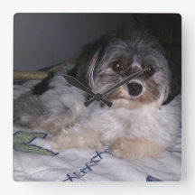 Havanese Dog,  Square Wall Clock