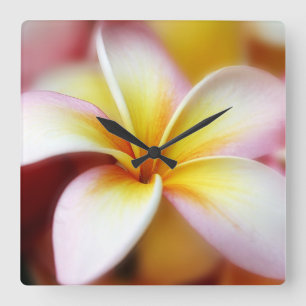 Reloj Cuadrado Hawaiian blanco de la flor de Hawaii del