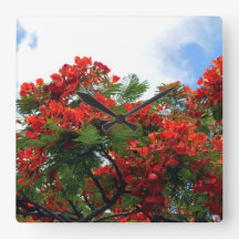 Hawaiian Royal Poinciana Flowering Tree