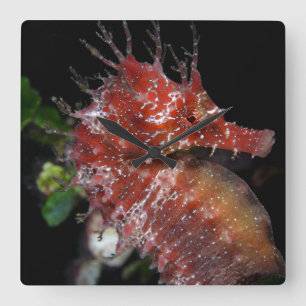Reloj Cuadrado Hembra Begur del potro del Seahorse el  