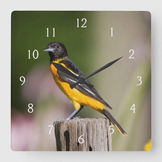Reloj Cuadrado Hembra de Baltimore Oriole en jardín de flores (Anverso)
