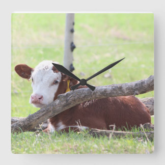 Reloj Cuadrado Hereford Calf descansando en la pastura