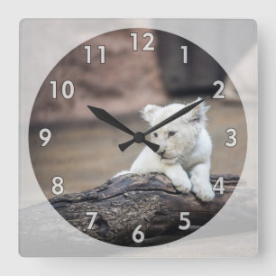 Reloj Cuadrado Hermosa bebé blanco de león