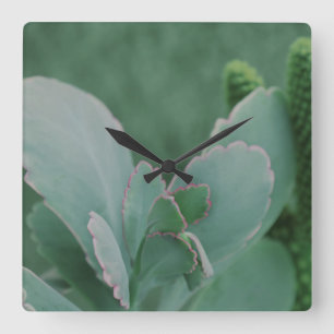 Reloj Cuadrado Hermosa Planta Desierta Fotografía de Arte