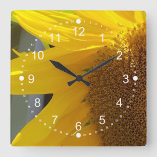 Reloj Cuadrado Hermoso cercano al girasol