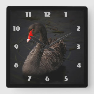 Reloj Cuadrado Hermoso cisne negro con un brillante pico rojo