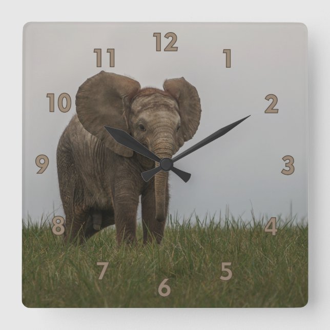 Reloj Cuadrado Hermoso elefante de Bush africano (Anverso)
