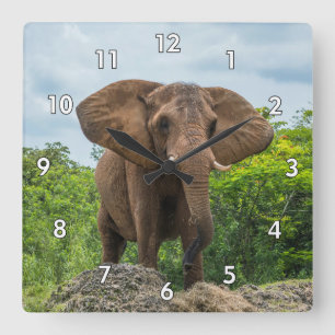 Reloj Cuadrado Hermoso elefante jugando en la hierba