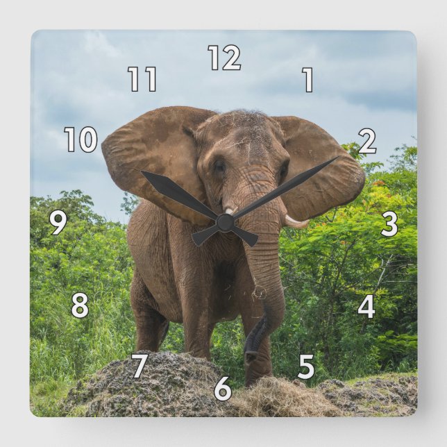 Reloj Cuadrado Hermoso elefante jugando en la hierba (Anverso)