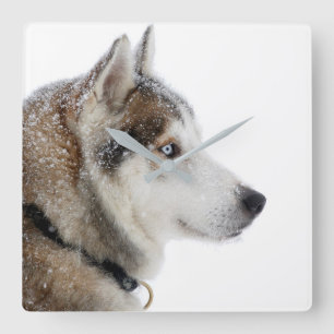 Reloj Cuadrado Hermoso Husky Siberiano en la nieve