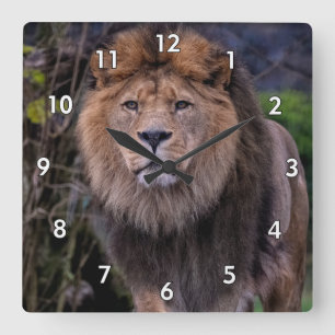 Reloj Cuadrado Hermoso león caminando por la hierba