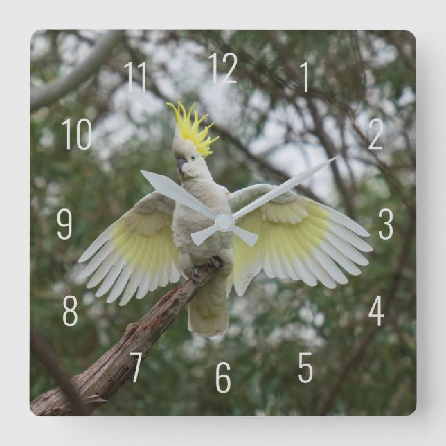 Reloj Cuadrado Hermoso Loro de Aves de Cockatoo (Anverso)