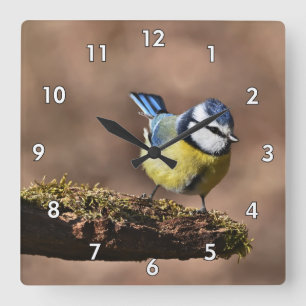 Reloj Cuadrado Hermoso pájaro tit azul y amarillo en una rama