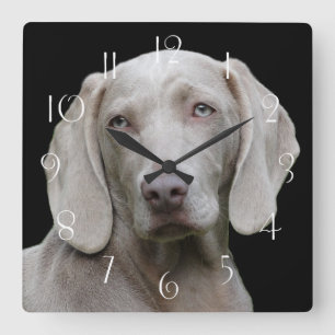 Reloj Cuadrado Hermoso Perro de caza de Weimaraner