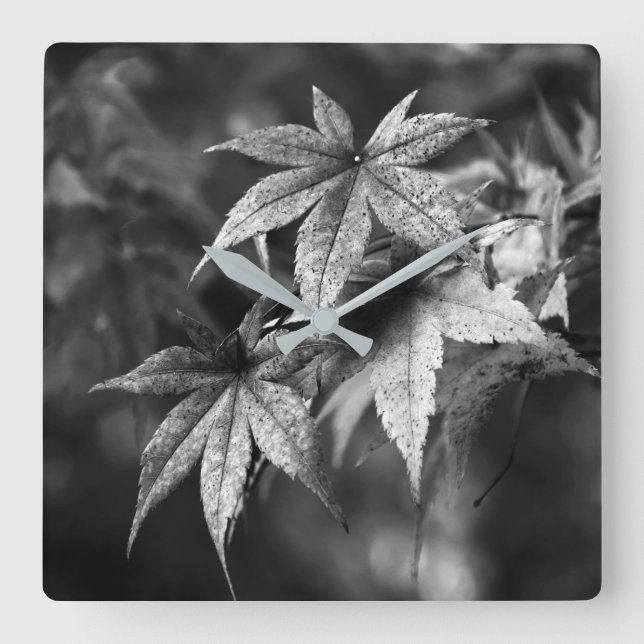 Reloj Cuadrado Hermoso retrato japonés de hojas de arce en blanco (Anverso)