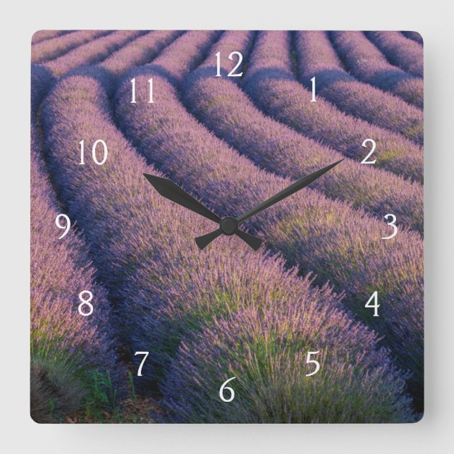 Reloj Cuadrado Hileras de lavanda en Provenza (Anverso)
