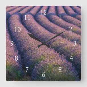 Reloj Cuadrado Hileras de lavanda en Provenza