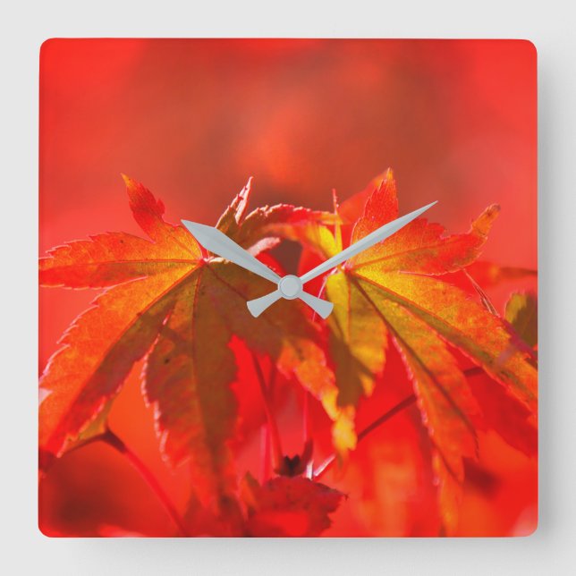 Reloj Cuadrado Hojas de arce japonesas (Anverso)