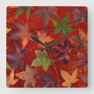 Reloj Cuadrado Hojas otoñales Caídas Season Tree Leaf Colorful