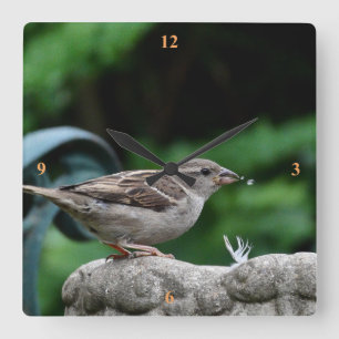 Reloj Cuadrado House Sparrow toma un trago.