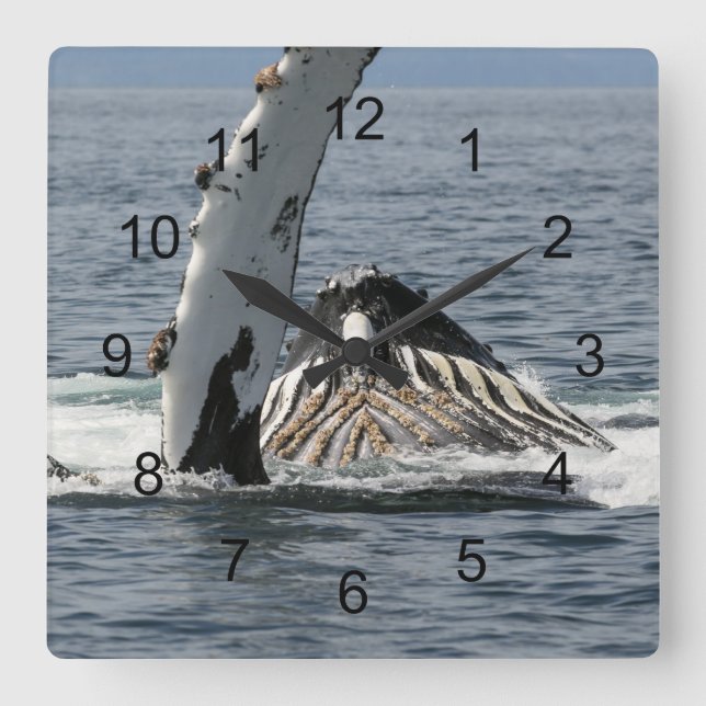 Reloj Cuadrado Humpback Whale (Anverso)