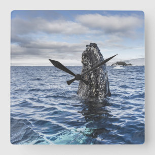 Reloj Cuadrado Humpback Whale Spyhops   Hope Bay, Antarctica
