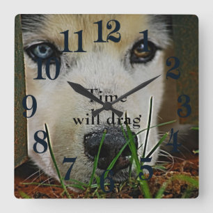 Reloj Cuadrado Husky siberiano que espera pacientemente