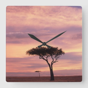 Reloj Cuadrado Imagen de silueta de árbol de acacia al amanecer