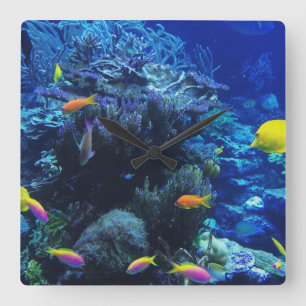 Reloj Cuadrado in ocean fish this code on a digital canvas