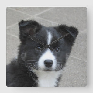 Reloj Cuadrado Islandhund