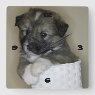 Reloj Cuadrado Islandhundwelpe