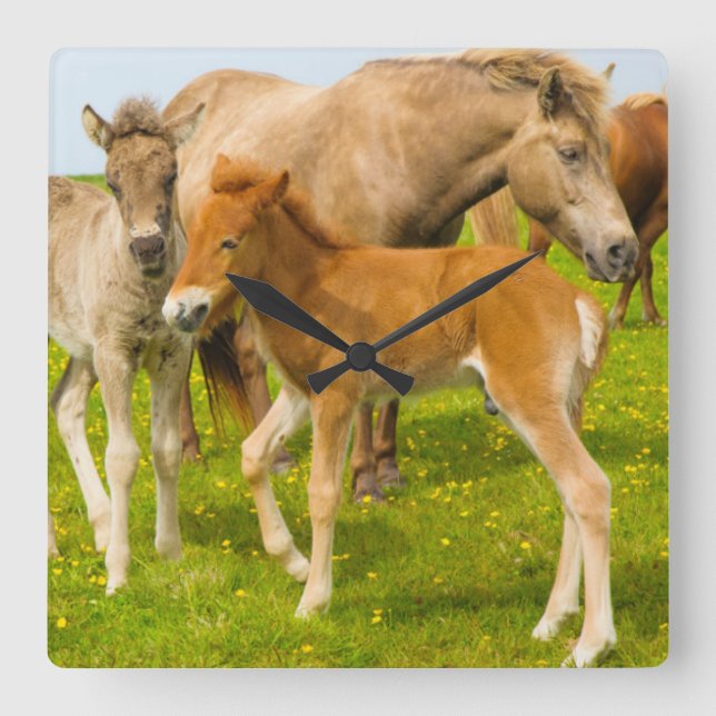 Reloj Cuadrado Islandia. Dyrholaey. Potros islandeses del caballo (Anverso)