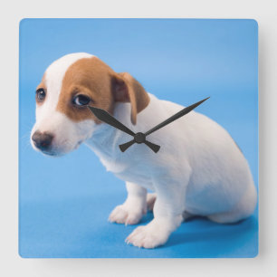 Reloj Cuadrado Jack Russell Puppy