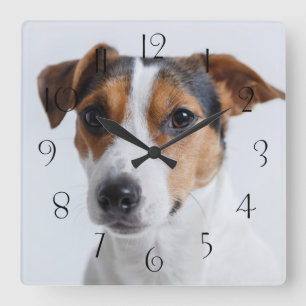 Reloj Cuadrado Jack russell terrer