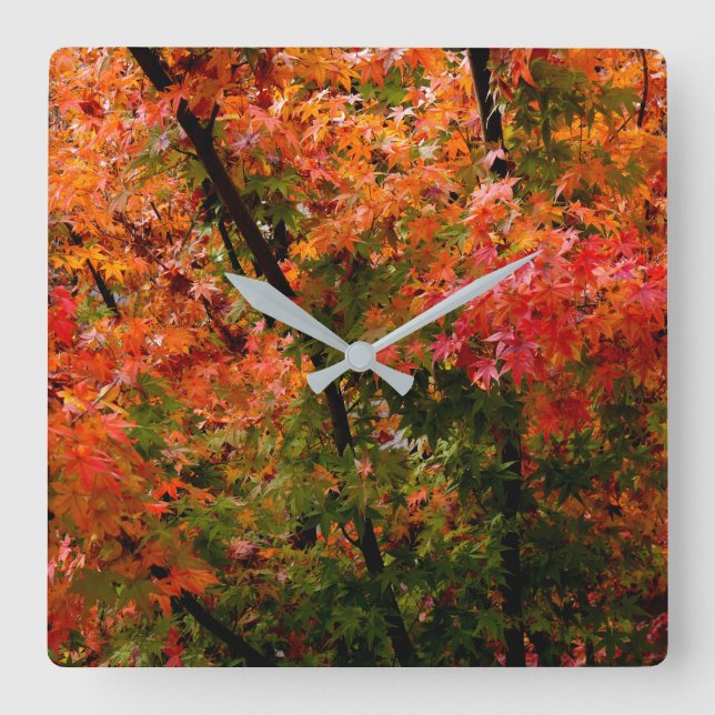 Reloj Cuadrado Japanese Maple in Fall (Anverso)