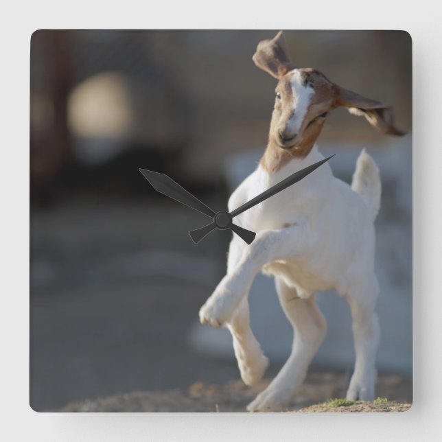 Reloj Cuadrado Jugando Kid Goat (Anverso)