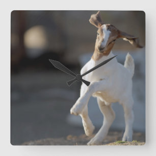 Reloj Cuadrado Jugando Kid Goat