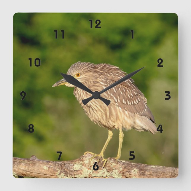 Reloj Cuadrado Juvenile Black Crowned Night Heron (Anverso)