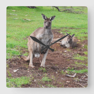 Reloj Cuadrado Kangaroos Que Se Abajo,