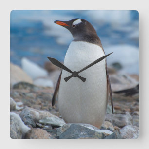 Reloj Cuadrado La Antártida. Puerto de Neko. Pingüino de Gentoo