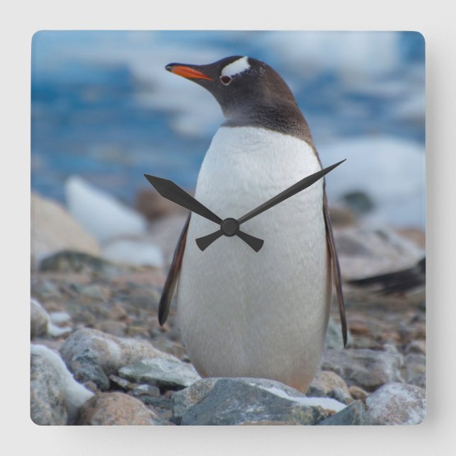 Reloj Cuadrado La Antártida. Puerto de Neko. Pingüino de Gentoo (Anverso)