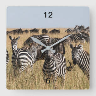 Reloj Cuadrado La cebra de Grant