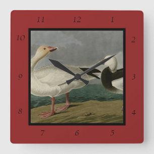 Reloj Cuadrado La nieve surge de los pájaros de América de Audubo