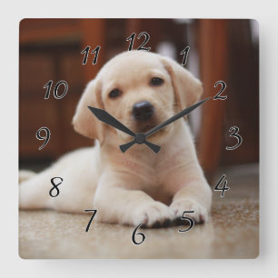 Reloj Cuadrado Labrador amarillo bebé Perro picado tendido sobre
