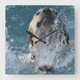 Reloj Cuadrado Labrador amarillo recuperó perro de agua