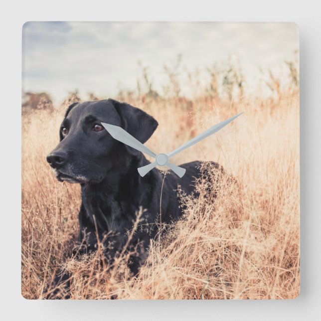 Reloj Cuadrado Labrador Negro En Grasa Seca (Anverso)