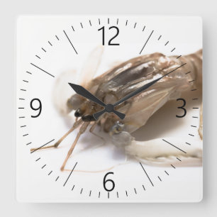 Reloj Cuadrado Langoustina